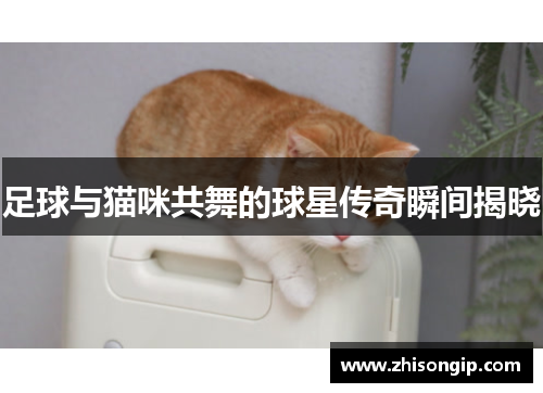 足球与猫咪共舞的球星传奇瞬间揭晓